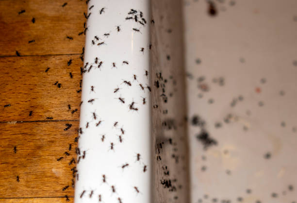 Best Commercial Pest Control Services  in Exander City, AL