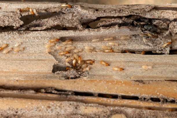 Trusted Alexander City, AL Pest Control Experts